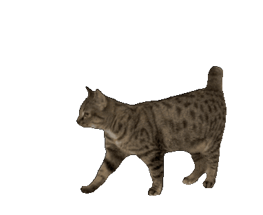 walkingcat
